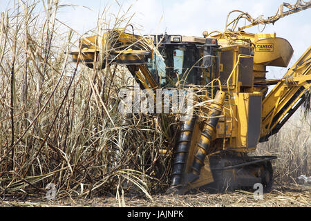 Belize,orange Drumming District,sugarcane,harvest,harvester, Stock Photo