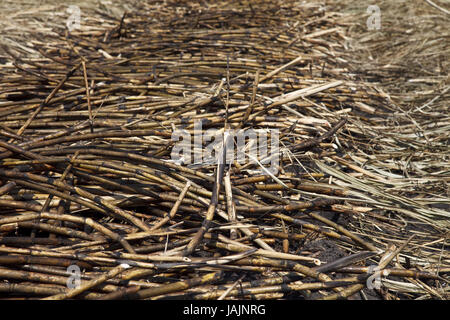 Belize,orange Drumming District,sugarcane,harvest,Fairtrade, Stock Photo