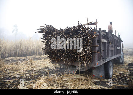 Belize,orange Drumming District,man,truck,sugarcane,harvest,Fairtrade,no model release, Stock Photo