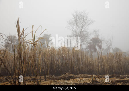 Belize,orange Drumming District,sugarcane plantation,harvest,Fairtrade, Stock Photo