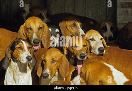 Of big Anglo-French Weiß-Oranger scent hound,adult animals,pack, Stock Photo
