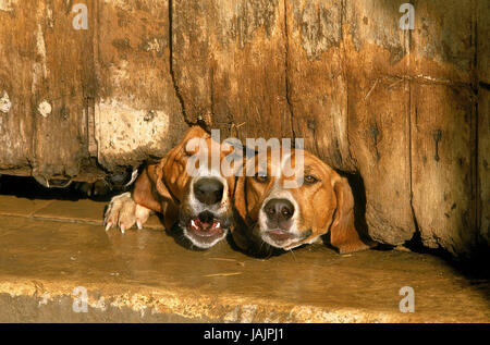 Of big Anglo-French Weiß-Oranger scent hound,dog barking,wooden fence, Stock Photo