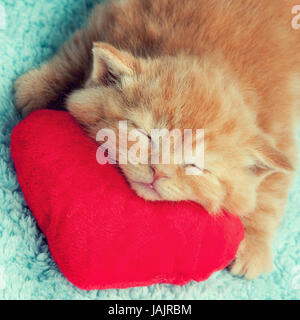 Little kitten sleeping on the red heart-shaped pillow Stock Photo