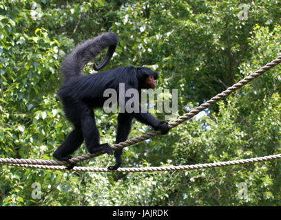 Tightrope walking South American Red-Faced Black Spider Monkey (Ateles paniscus) a.k.a. Guiana spider monkey (at Gaia Zoo, Kerkrade, The Netherlands). Stock Photo