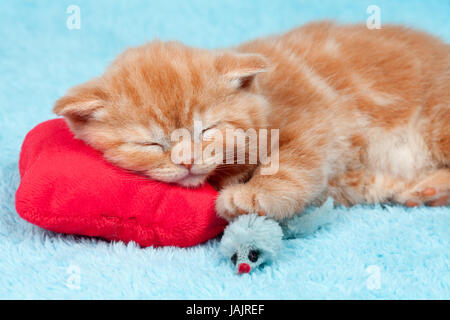 Little kitten sleeping on the red heart-shaped pillow Stock Photo