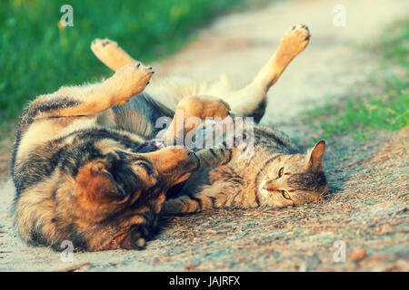 Dog and cat best friends playing together outdoor. Lying on the back together. Stock Photo