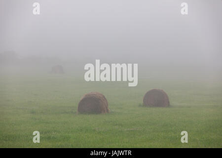 foggy field with bales of hay Stock Photo