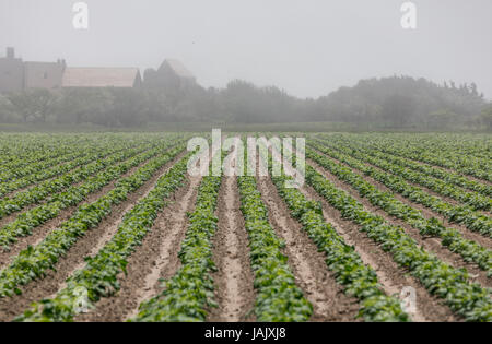 farm fields in Eastern Long Island, NY Stock Photo