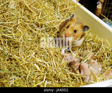 Golden hamster,Mesocricetus auratus,females with boys, Stock Photo