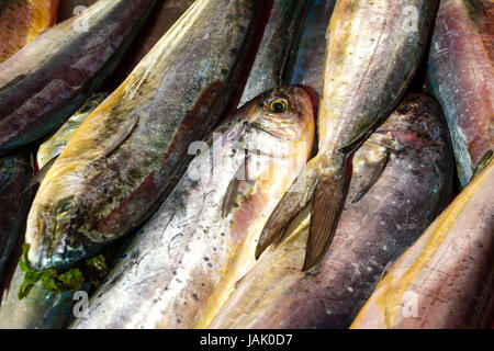 Fresh fish in a market Stock Photo