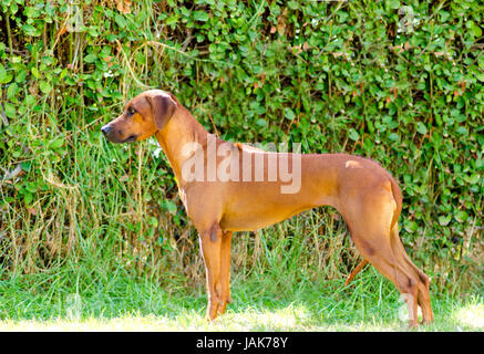 A young, beautiful, light wheaten to shades of red  Rhodesian Ridgeback dog standing on the grass. The African Lion Hound is distinctive for the ridge of hair running along its back in the opposite direction from the rest of its coat.
