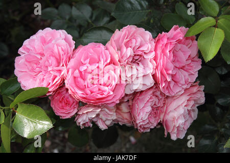 Rose Leonardo da vincit) Stock Photo