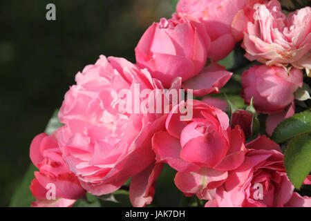 Rose Leonardo da vincit) Stock Photo