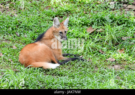 maned wolf lay down on grass Stock Photo