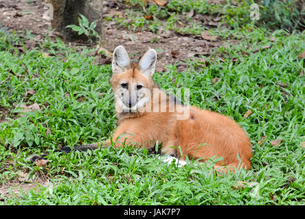 maned wolf lay down on grass Stock Photo