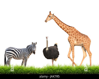 zebra ostrich giraffe with green grass isolated on white background Stock Photo