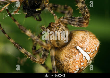 Makroaufnahme einer Kreuzspinne (Araneus diadematus) beim fresssen einer Wespe (Vespula germanica) Stock Photo