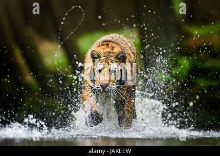 Siberian tiger running in the river Stock Photo