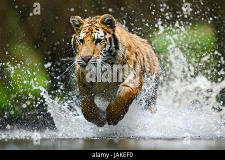 Siberian tiger hunting in the river