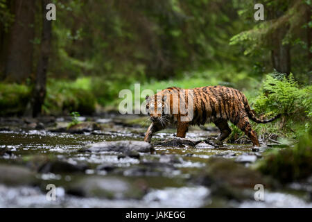 Siberian tiger walking in the river Stock Photo