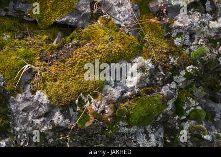 Lichens and moss growing on volcanic rock in the Columbia River Gorge. Stock Photo