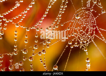 Morgentau im Netz einer Spinne / Morning dew on a spider's web Stock Photo