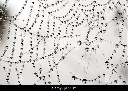 Morgentau im Netz einer Spinne / Morning dew on a spider's web Stock Photo