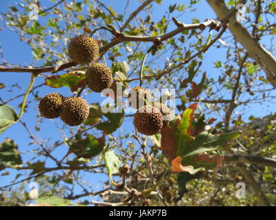 platanus orientalis - platanus orientalis Stock Photo