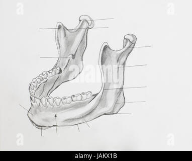 Detail of mandible pencil drawing on white paper Stock Photo