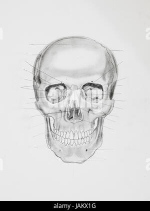 hand drawn pencil illustration, front view of human skull with directive lines pointing at bone parts, on white paper Stock Photo