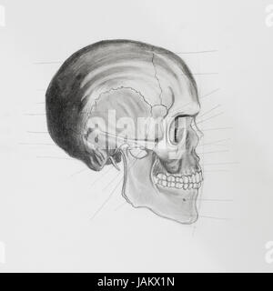 hand drawn pencil illustratin, side view of human skull with directive lines pointing at bone parts, on white paper Stock Photo