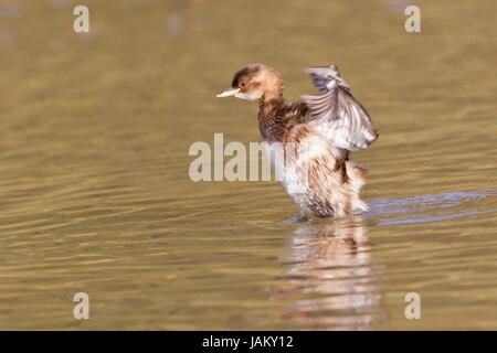 little grebe Stock Photo