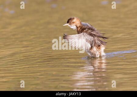 zwergtaucher zwergtaucher Stock Photo