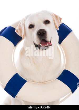 Beautiful labrador retriever sitting on floor with a sailor buoy Stock Photo