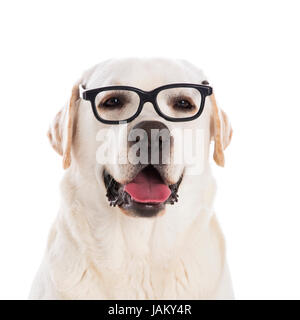 Portrait of a beautiful labrador retriever wearing glasses Stock Photo