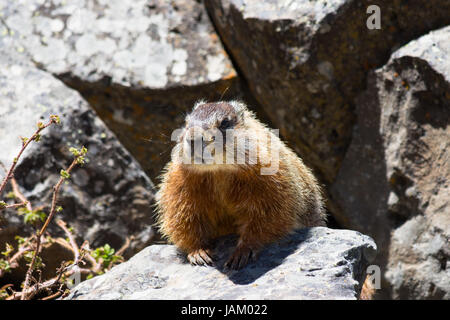Close up of a yellow-bellied marmot perched among rocks in the sunshine. Photographed in Yellowstone National Park. Stock Photo