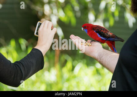 Red Australian Parrot eating seeds out of a tourists hand while another tourist takes a photo with a phone Stock Photo
