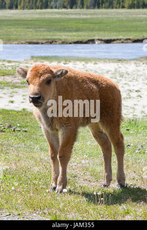 Close up of bison calf called a red dog standing in a field with a stream and pine trees in the background. Photographed in Yellowstone National Park. Stock Photo