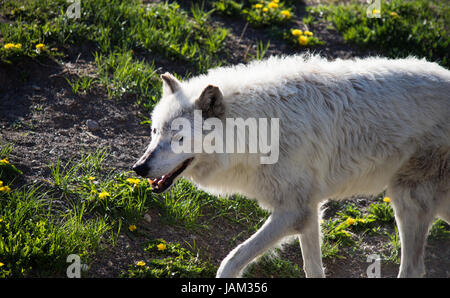 Close up of a gray wolf at the Grizzly and Wolf Discovery Center near Yellowstone National Park. Wolf is walking toward the left. Stock Photo