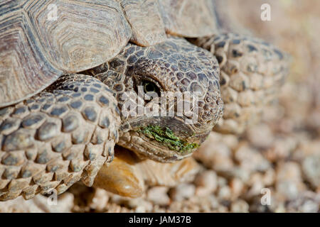 Mojave desert tortoise (Gopherus agassizii) in its natural habitat - Mojave desert, California USA Stock Photo