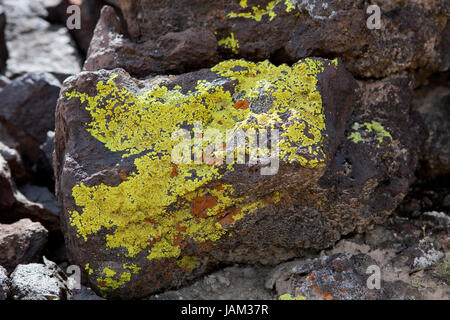 Lichens on rock (Epilithic crustose lichen) - Arizona, USA Stock Photo