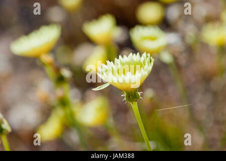 Desert dandelion flowers closeup (Malacothrix glabrata) - Mojave desert, California USA Stock Photo