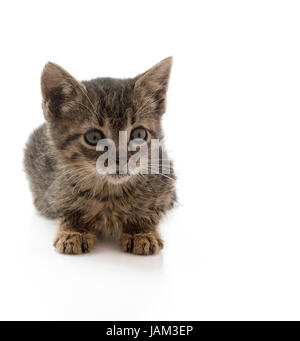 An abandon kitten, dirty, sick and hungry. This kitten is from one of the many stray cats that are in Europe, isolated on a white background, footnote Stock Photo