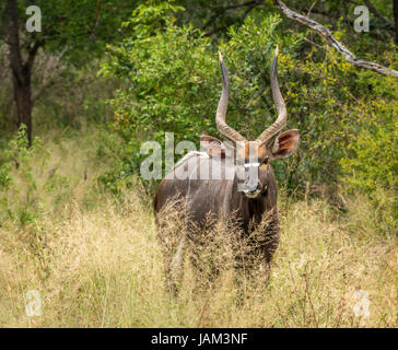 Close up of watchful male nyala, Tragelaphus angasii, Greater Kruger National Park, South Africa
