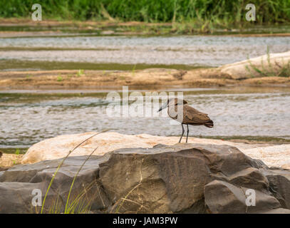 Hamerkop, Hammerhead, Scopus umbretta, on rock near river, Greater Kruger National Park, South Africa Stock Photo