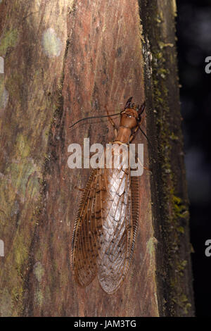 Dobson Fly (Corydalus cornutus), female in situ, Kekoldi, Costa Rica