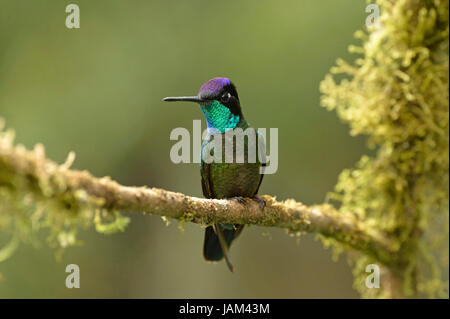 Magnificent Hummingbird (Eugenes fulgens) male perched on lichen covered twig, Costa Rica, March Stock Photo