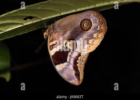 Owl Butterfly (Caligo species) adult at rest on underside of leaf, Turrialba, Cost Rica, March Stock Photo
