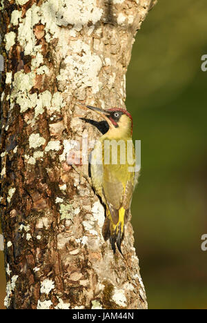 European Green Woodpecker (Picus viridis) adult male clinging to side of tree trunk, using tail as a brace, Gwent, Wales, November Stock Photo