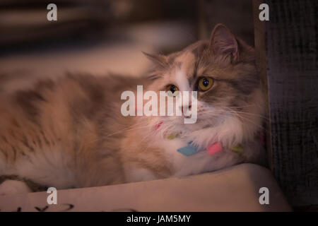 Peaceful orange red tabby cat male kitten curled up sleeping. Stock Photo